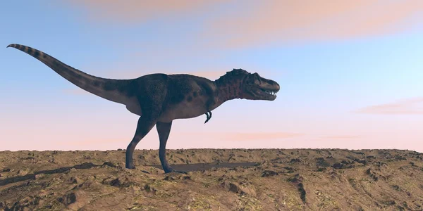 Tarbosaurus andando ao pôr-do-sol — Fotografia de Stock