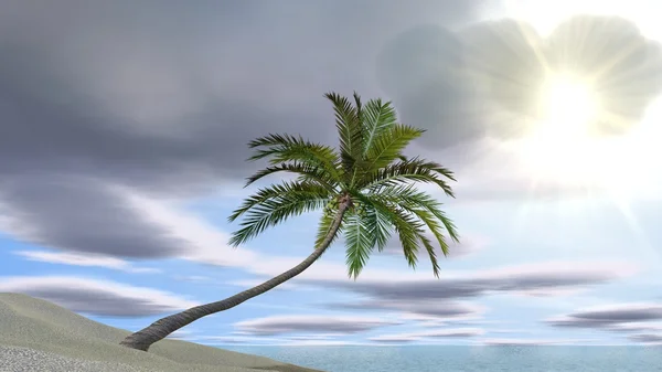Tropical island with  palm tree — Stock Photo, Image