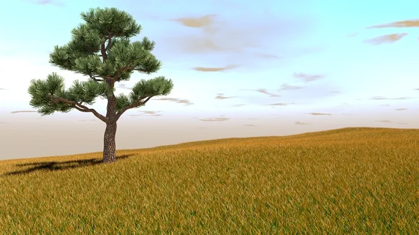 Одинокое дерево на закате — стоковое фото