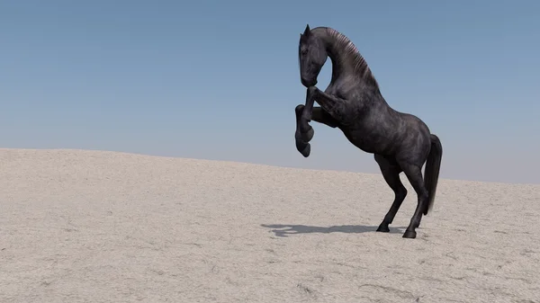 Cheval noir sur la dune de sable du désert — Photo