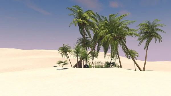 Palm oasis çölde