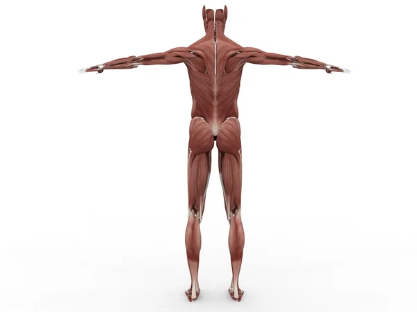 Mužské svalový systém Stock Fotografie