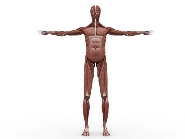 Sistema muscular masculino Imagens Royalty-Free