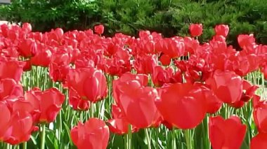 Rüzgar üzerinde kırmızı lale