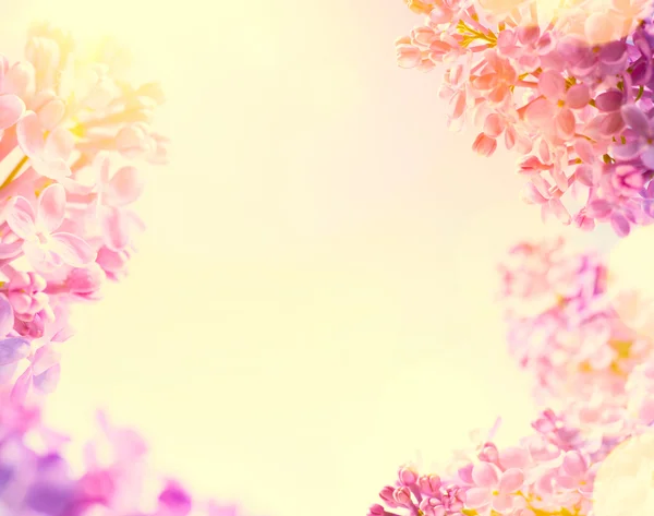 Arte Primavera fundo com flores frescas da primavera — Fotografia de Stock