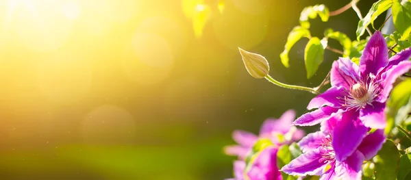 Arte primavera ou verão natureza fundo com flores clematis — Fotografia de Stock