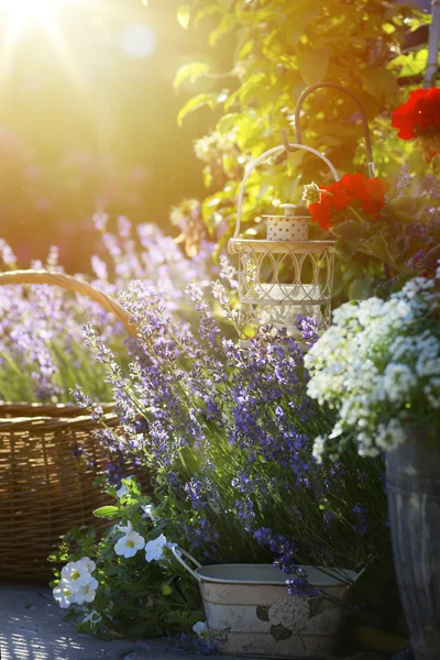 Art nyáron virágzó virágok Provence-ban a ház közelében — Stock Fotó