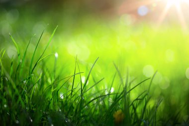 arka plan sanat soyut Doğa bahar ya da yaz arka plan ile 