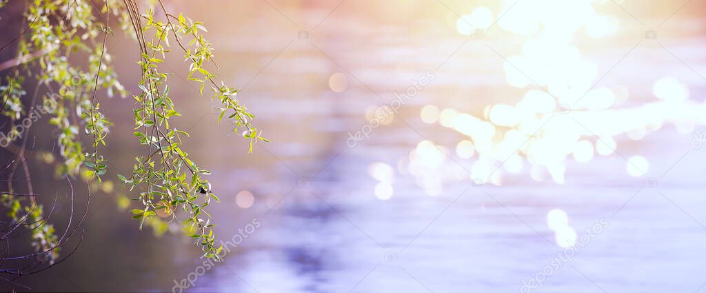 Abstract blurred beautiful spring background with fresh leaves in tree branch
