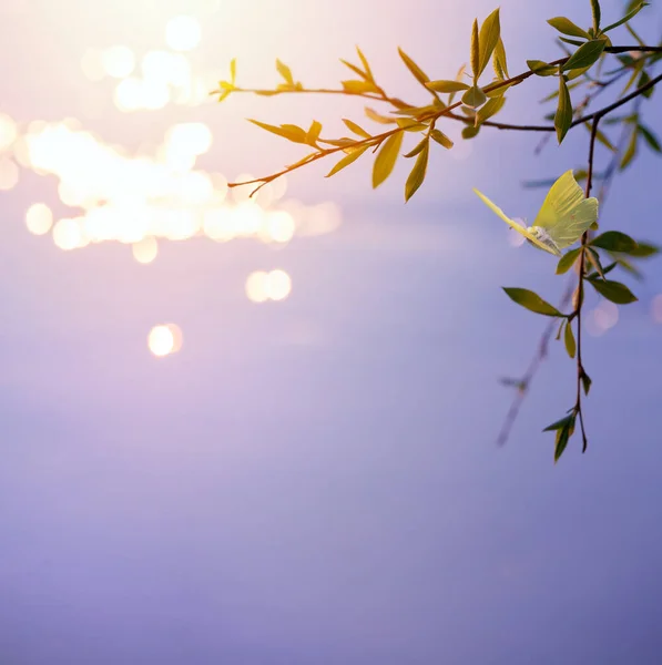 Абстрактний Розмитий Красивий Весняний Фон Свіжим Листям Гілці Дерева Літаючим — стокове фото