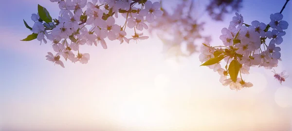 Abstract Blurred Beautiful Spring Background Flowering Tree Branch Sunrise Sky — Stock Photo, Image