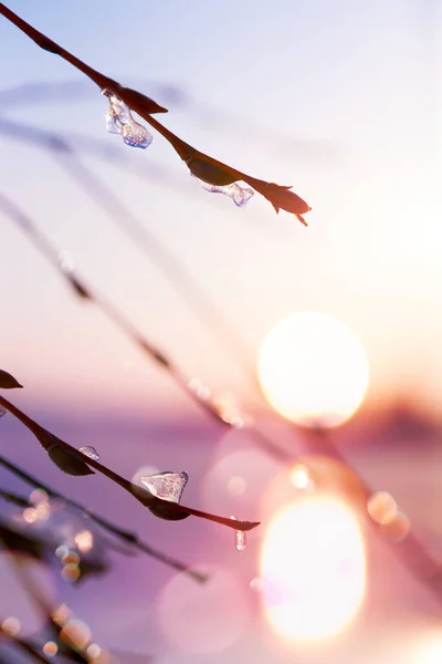 Гілка Весняної Ялинки Фоні Розмитого Неба Заходу Сонця — стокове фото