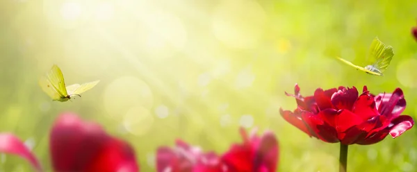 芸術抽象的なぼやけた春の背景や夏の背景に新鮮なチューリップの花や蝶 — ストック写真
