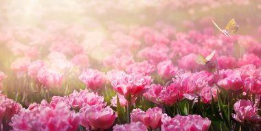 Soyut bahar arkaplanı ya da yaz arkaplanı taze lale çiçekleri