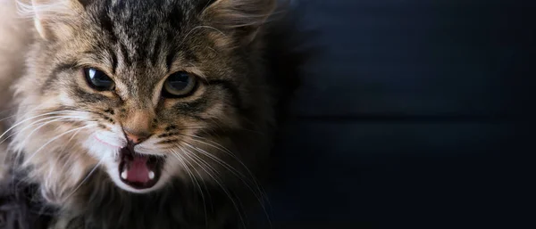 Memes Cats Frightened Surprised Gray Cat Dark Backgroun — Stock Photo, Image