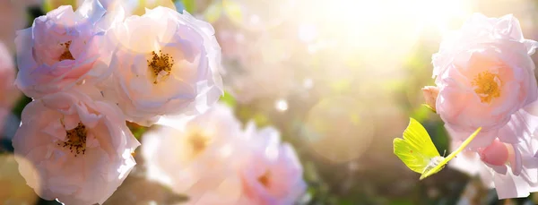 春夏园林景观 美丽的玫瑰花朵 在阳光普照的天空下放飞蝴蝶 自然景观背景 — 图库照片