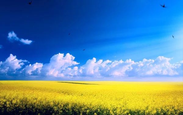 Lente Landschap Panorama Met Bloeiende Bloemen Het Veld Blauwe — Stockfoto