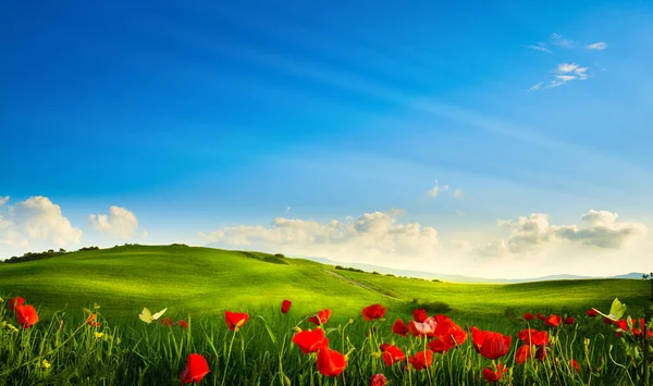Wiosenna Panorama Krajobrazu Kwitnącymi Kwiatami Polu Błękitnym — Zdjęcie stockowe