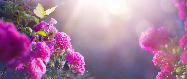 Arte Hermosas Flores Rosa Púrpura Salvaje Mariposa Verano Mañana Neblina — Foto de Stock