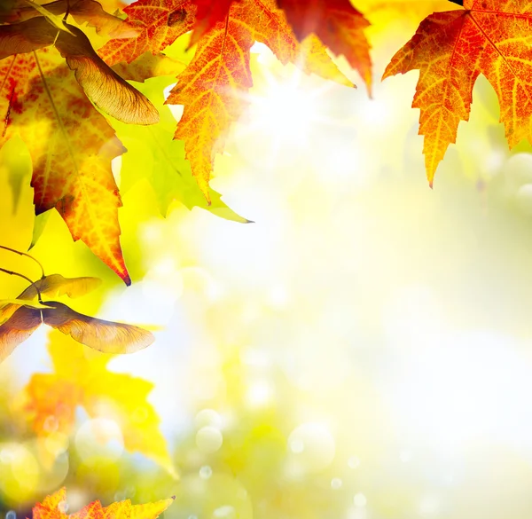 Autumn leaves background — Stock Photo, Image