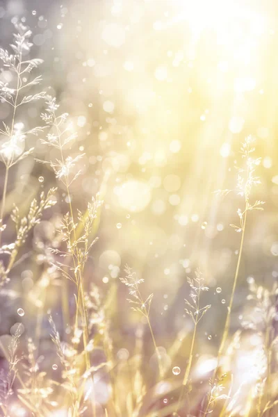 Kunst herfst zonnige natuur achtergrond — Stockfoto