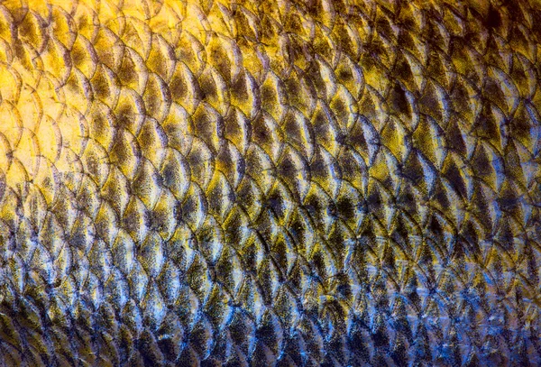 Art Real Zander Fish Scales — стоковое фото