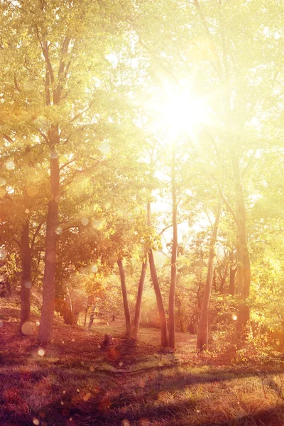 Herbst gelbe Blätter Hintergrund — Stockfoto