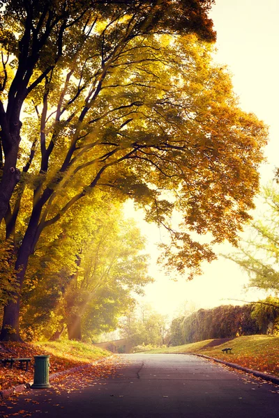 Herbst gelbe Blätter Hintergrund — Stockfoto