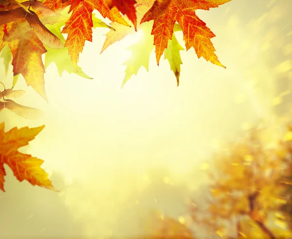 Herfst gele bladeren achtergrond — Stockfoto