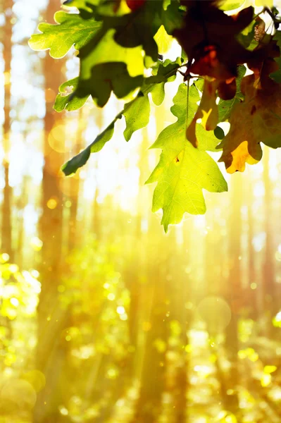 Arte Hermoso fondo de otoño con hojas —  Fotos de Stock