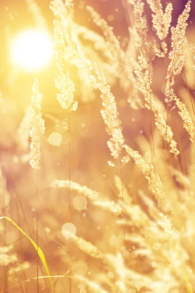 Kunst herfst zonnige natuur achtergrond — Stockfoto