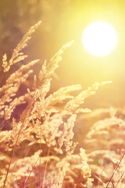 Sztuka jesień słoneczny natura tło — Zdjęcie stockowe