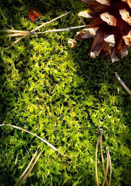 Autumn forest  background. Moss — Stock Photo, Image