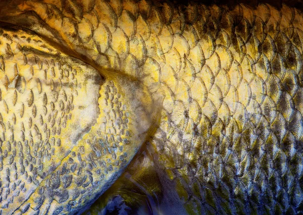 Art Real walleye Fish Scales Background — Stock Photo, Image