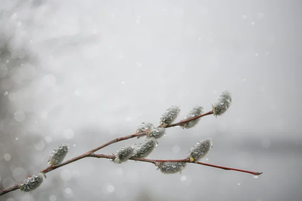 Kunst Frühling blühende Zweige der Weide — Stockfoto