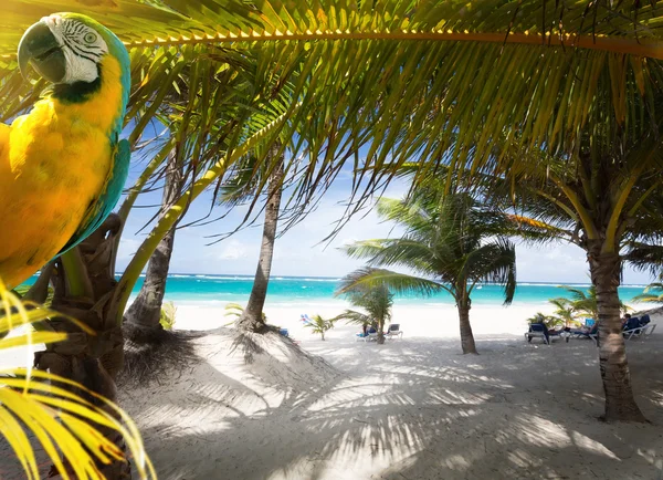 Art Vacation on Caribbean Beach Paradise — Stock Photo, Image