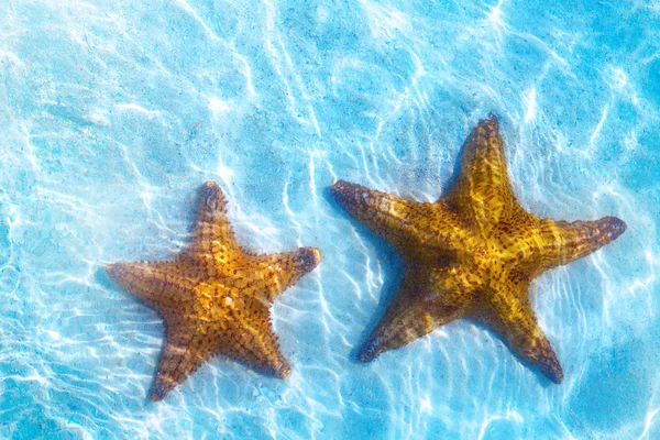 Art real live seastar on a white sand  background — Stock Photo, Image