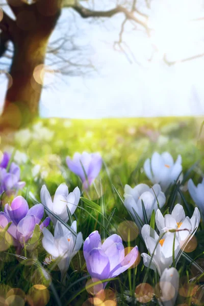 Resumen soleado hermoso fondo de primavera — Foto de Stock