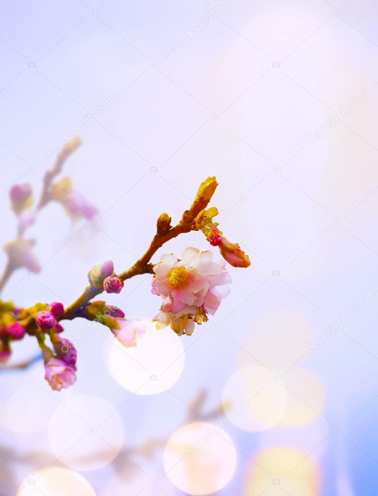 art Spring background with pink blossom 