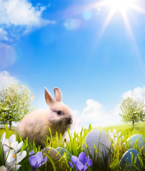 Пасхальный кролик и пасхальные яйца на весеннем поле — стоковое фото