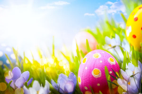 Красочные пасхальные яйца, украшенные цветами в траве на голубом — стоковое фото