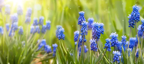 Voorjaar en Pasen achtergrond met lentebloemen — Stockfoto