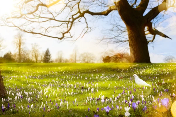 抽象的な日当たりの良い美しい春の背景 — ストック写真