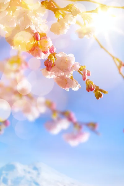 Kunst Frühling Hintergrund mit rosa Blüte — Stockfoto