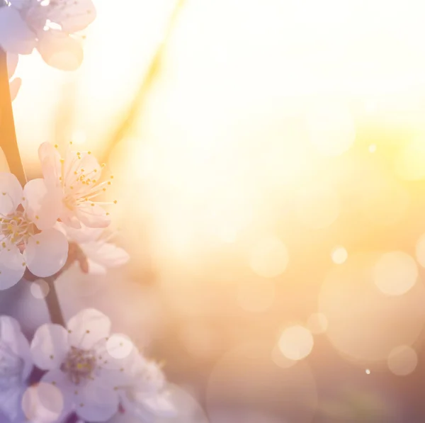 Arte Primavera fiore sfondo — Foto Stock
