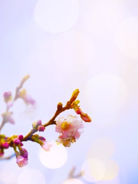 Sanat bahar arka plan ile pembe çiçeği 