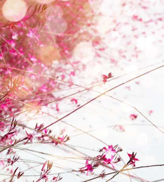 아트 핑크 꽃 봄 배경 — 스톡 사진