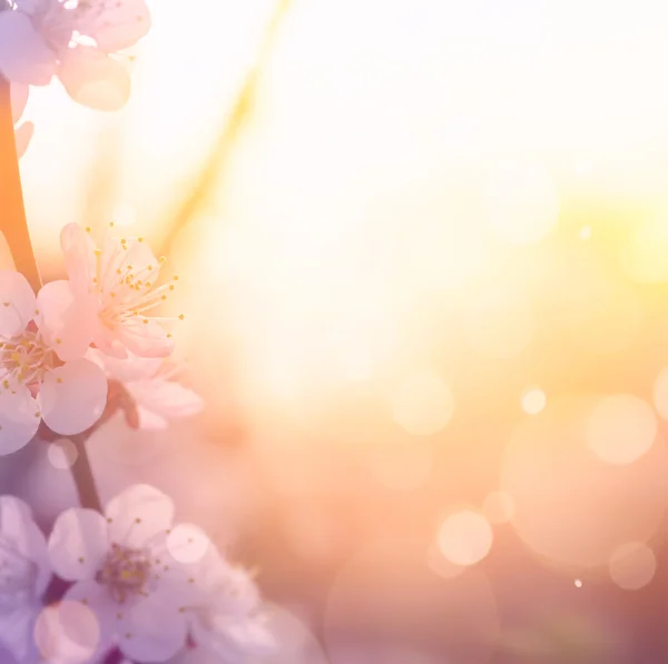 アート春の花背景 — ストック写真