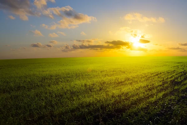 Art spring field, sunrise and blue sky — Stock Photo, Image