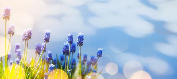 Arte Primavera e Páscoa fundo com flores de primavera — Fotografia de Stock